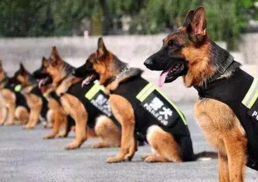 警犬有关资料,揭秘警犬训练与实战应用